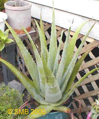 Aloe Vera