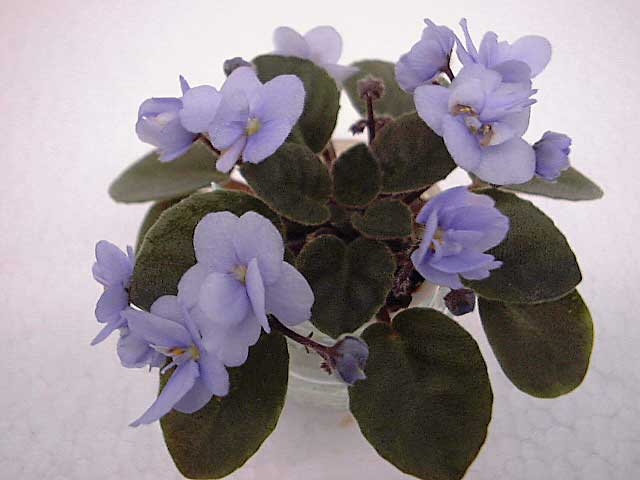 African Violet