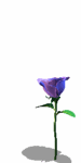 The Jumping Rose